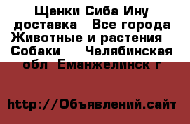 Щенки Сиба Ину доставка - Все города Животные и растения » Собаки   . Челябинская обл.,Еманжелинск г.